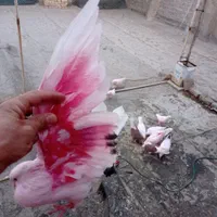 کبوتر تهرونی گمشده کفتر تهرانی گم شده صید|پرنده|مشهد, دانشجو|دیوار