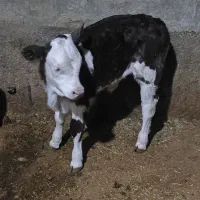 فروش گوساله شیر خوار