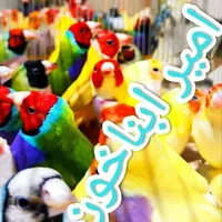 فنچ گلدین