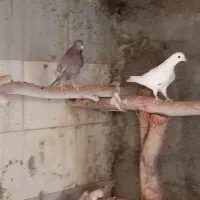 کفتر|پرنده|اردکان, |دیوار