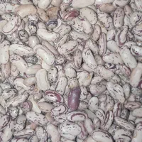 لوبیا نژاد اسلام پناه