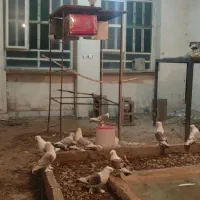 کبوتر بلژیکی