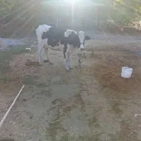 شنگل هلشتاین