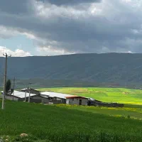 مرغداری ۳۰ هزار و ۲۵ هزار قطعه ای