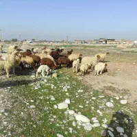 میش و بره عربی|حیوانات مزرعه|دزفول, |دیوار