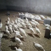 فروش چوچه بوقلمون 2ماهه