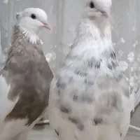 طوقی کرمانشاه عروسک نسلدار