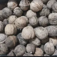 گردوی مغز سفید و پرچرب کغذی