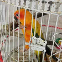 طوطی خورشیدی|پرنده|نیشابور, بنیاد شهید|دیوار