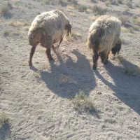 شیشک بره دار|حیوانات مزرعه|زرقان, |دیوار