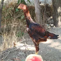 خروس و مرغ لاری