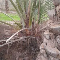 پاجوش نخل