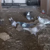 کبوتر|پرنده|قم, باغ کرباسی|دیوار