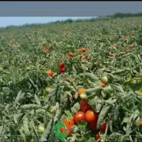 نیازمند کارگر واسه کشاورزی