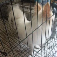 سگ خانگی|سگ|قم, لسانی|دیوار