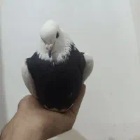 طوقی سیاه