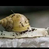 حلزون تراپی