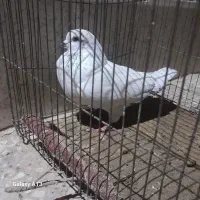 پرشی وساده|پرنده|صابری, |دیوار