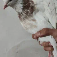 طوقی|پرنده|کرمانشاه, |دیوار