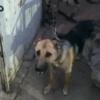 واگذاری یک قلاده سگ