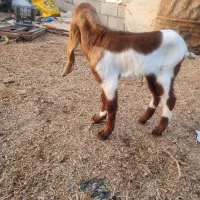 دوکهره ماده شیر خوار