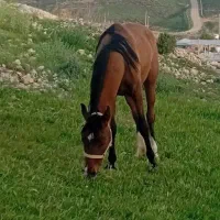 مادیان