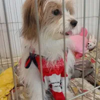 شیتزو. فوری|سگ|تهران, المهدی|دیوار