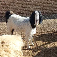 بز کهره دار فروشی