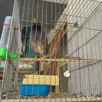 مرغ مینا سخنگو