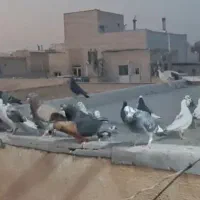 چند طوق|پرنده|تهران, مخصوص|دیوار