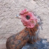 مرغ لاری تخم گذار