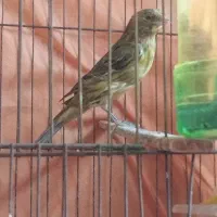 قناری .ریزه خون.سرخ