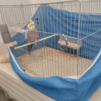 قناری نر معاوضه دارم.عروس هلندی نر