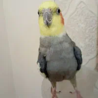 طوطی عروس ۳ عدد