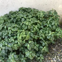 گل پیله آ|گل و گیاه طبیعی|رشت, بلوار گیلان|دیوار