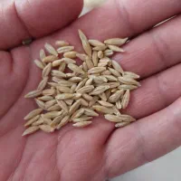 فروش جو بذری دیم|خدمات باغبانی و درختکاری|بیجار, |دیوار