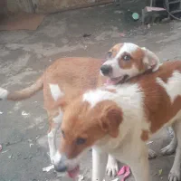 واگذاری توله سگ محلی خوشگل و زرنگ