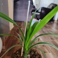 گل برگ اره ایی(نام علمی *واریته*) زیبا و چشم نواز