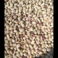 فروش لوبیا چیتی