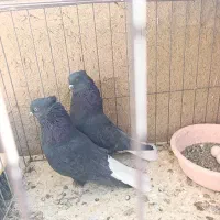 نرومادهسیاهدمسفید|پرنده|خمینیشهر, |دیوار