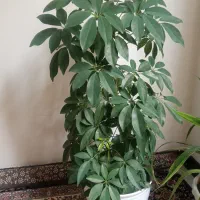 گل زیبا مناسب هر نوری