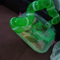 دو عدد همستر جفت|موش و خرگوش|سیرجان, |دیوار