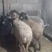 بره نر|حیوانات مزرعه|عباس‌آباد, |دیوار