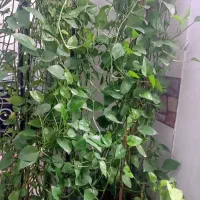 دوعدد گل شاداب و زیبای پتوس به نصف قیمت واقعی