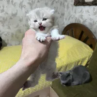 بچه گربه اسکاتیش 2ماهه