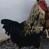 خروس محلی فروش یا معاوضه