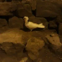 طوقی|پرنده|مسجد سلیمان, |دیوار