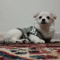 پامر اشپیتز 3 ماهه سفید