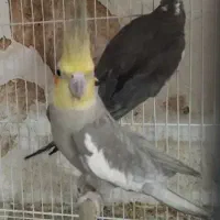 عروس هلندی مولد و جوجه