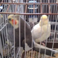 پرنده عروس چیکو و نانا